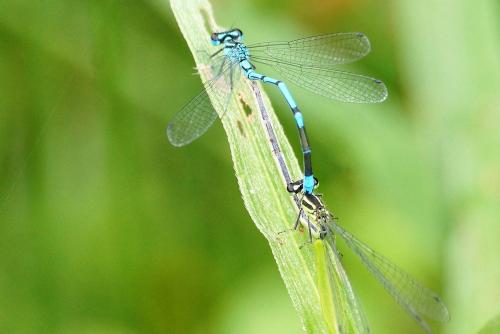 Réf. 197 681 : Coenagrion scitulum
